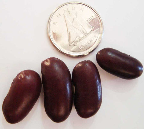 Beans (2) - M&M Montessori Materials
