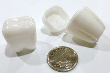 Tooth - M&M Montessori Materials
