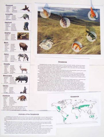 Grasslands - M&M Montessori Materials
