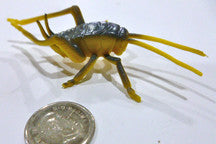 Cricket - M&M Montessori Materials
