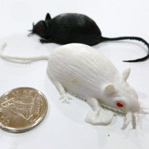 Rat - M&M Montessori Materials
