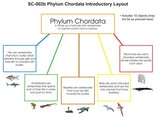 Phylum Chordata Layout - M&M Montessori Materials
 - 1