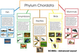 Phylum Chordata Layout - M&M Montessori Materials
 - 2