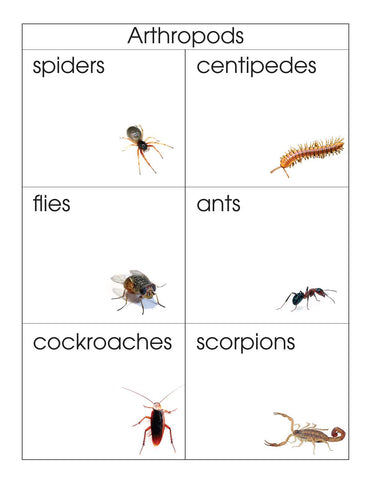 Arthropods - M&M Montessori Materials
