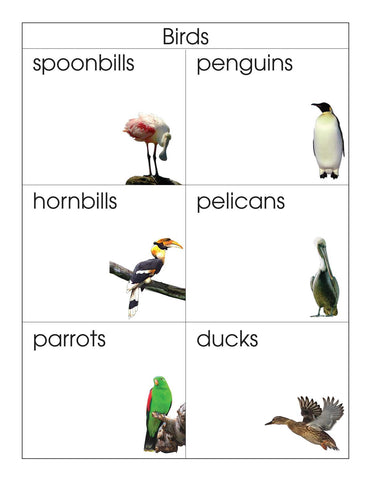 Birds - M&M Montessori Materials
