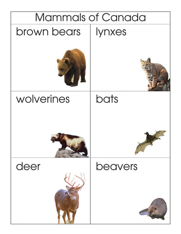 Mammals of Canada - M&M Montessori Materials
