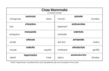 Class Mammalia Classification Set - M&M Montessori Materials
 - 3