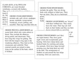 Class Aves Classification Set - M&M Montessori Materials
 - 2
