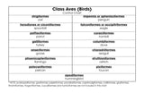 Class Aves Classification Set - M&M Montessori Materials
 - 3