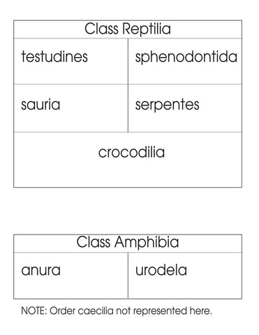 Class Reptilia/Amphibia Classification Set - M&M Montessori Materials
 - 1