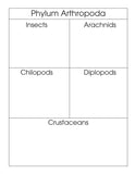 Phylum Arthropoda Classification Set - M&M Montessori Materials
 - 1