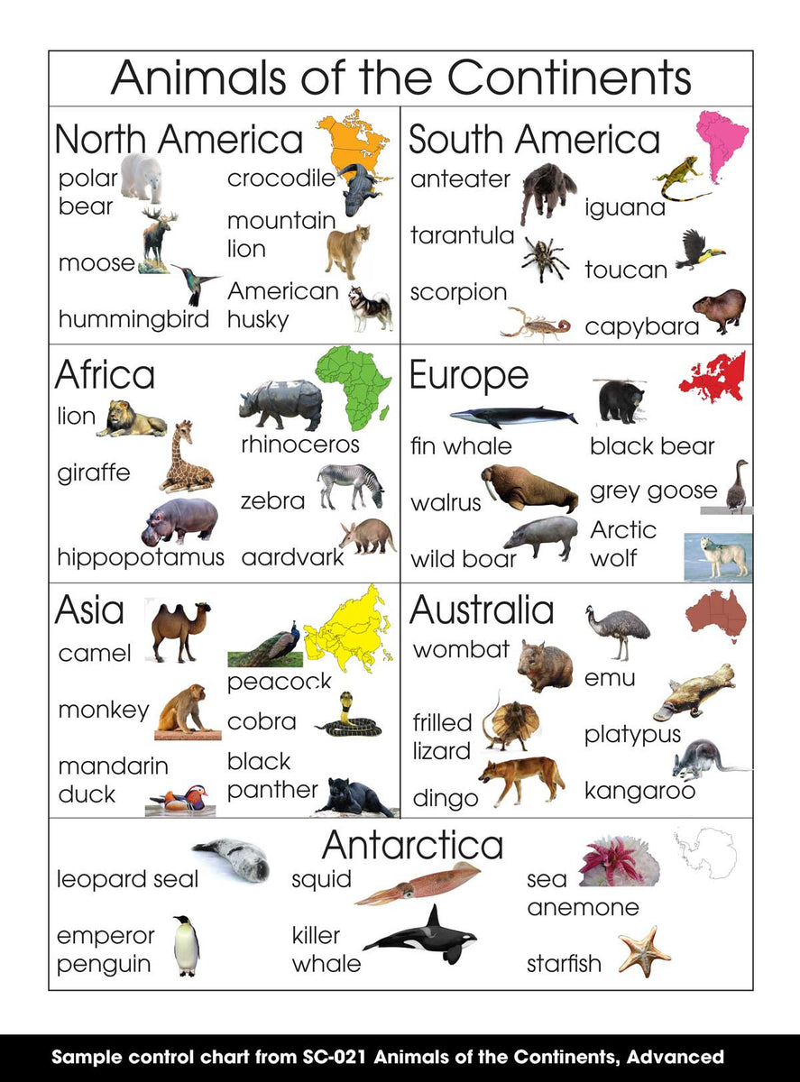 Animals Of The Continents Montessori Materials By Lakeview Animals of the continents montessori materials by lakeview