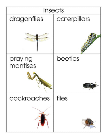 Insects - M&M Montessori Materials
