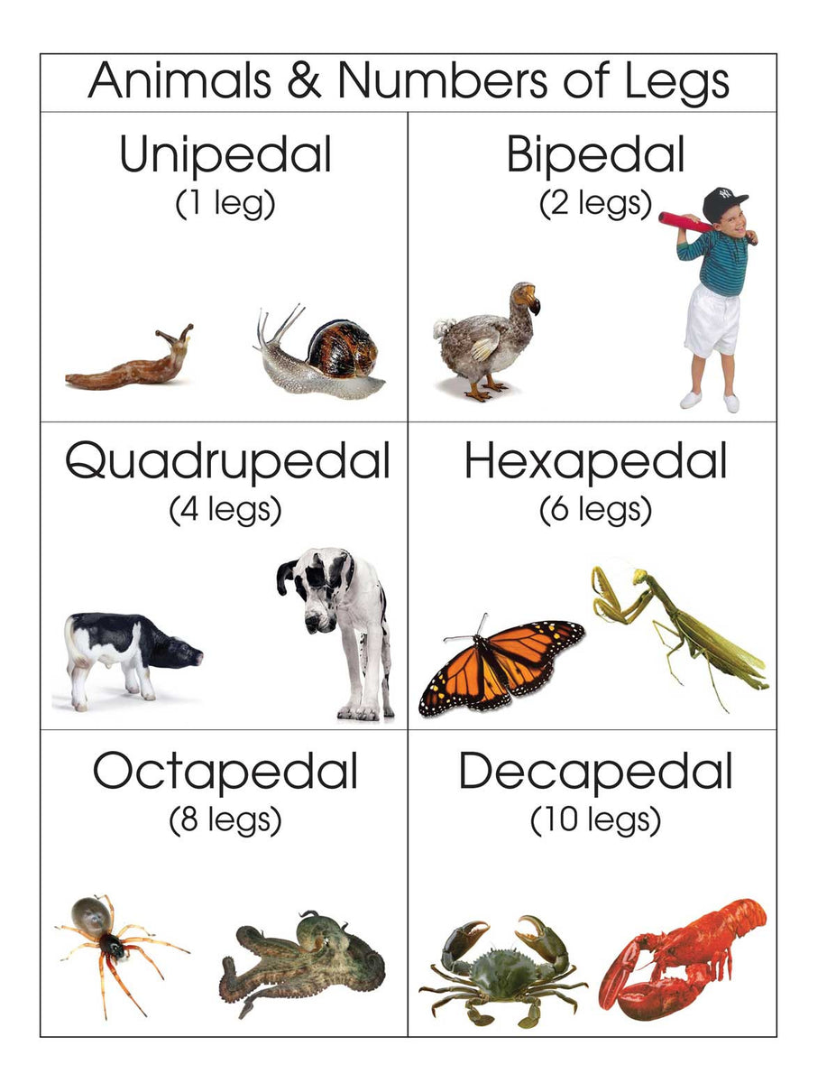 Animal's Legs Math Animals and Number of Legs – Montessori Materials by Lakeview
