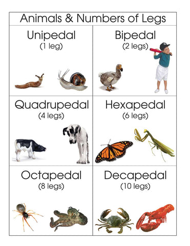 Animals and Number of Legs - M&M Montessori Materials
