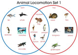 Animal Locomotion - M&M Montessori Materials
 - 1