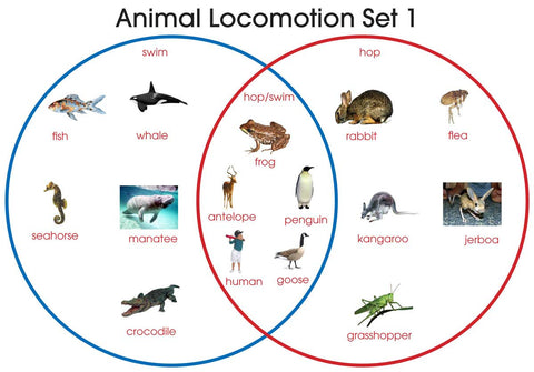 Animal Locomotion - M&M Montessori Materials
 - 1