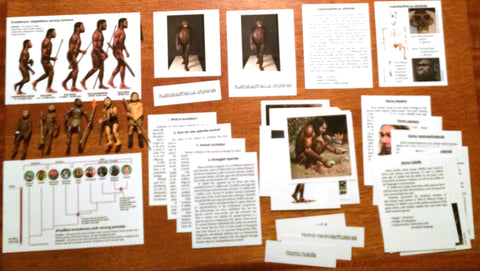 Human Evolution - M&M Montessori Materials
