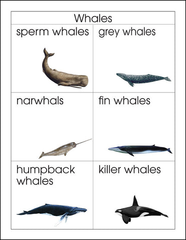 Whales - M&M Montessori Materials
