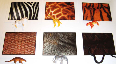 Animals and Their Skin - M&M Montessori Materials
 - 1
