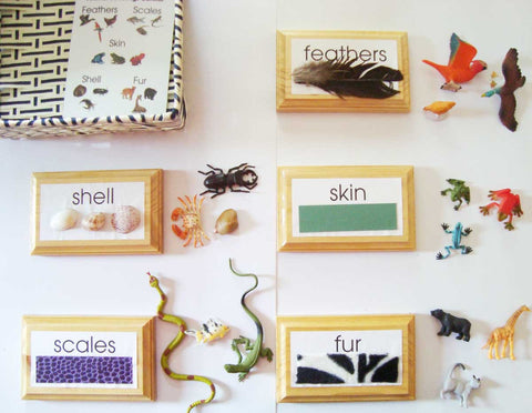 Animal Coverings - Introductory - M&M Montessori Materials
