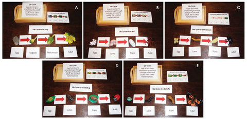 Introductory Life Cycle Complete Set - M&M Montessori Materials
