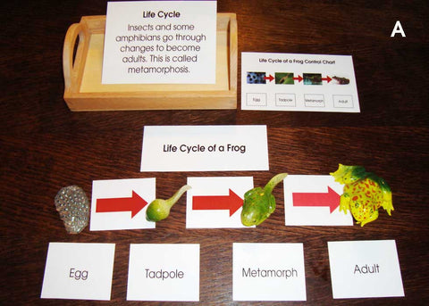 Introductory Life Cycle - M&M Montessori Materials
 - 1