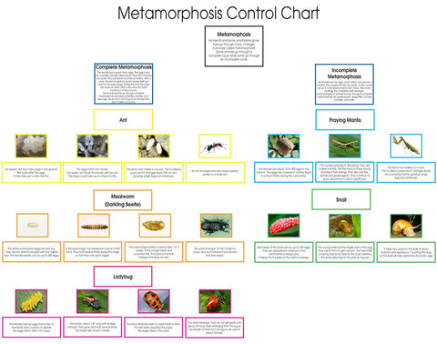 Metamorphosis: Advanced Life Cycle - M&M Montessori Materials
